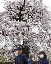 Cherry tree in Kyoto