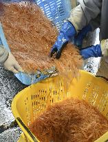 White shrimps in central Japan