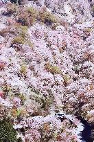 Cherry blossoms in Yoshino, western Japan