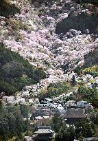 Cherry blossoms in Yoshino, western Japan