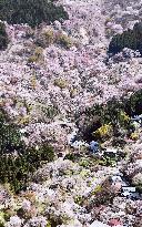 Cherry blossoms in Yoshino, western Japan