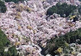 Cherry blossoms in Yoshino, western Japan