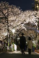 Cherry blossoms in Tokyo