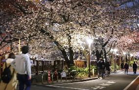 Cherry blossoms in Tokyo