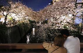 Cherry blossoms in Tokyo