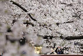 Cherry blossoms in Tokyo