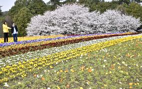 Pansies, cherry blossoms in western Japan