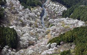 Cherry blossoms in Yoshino, western Japan