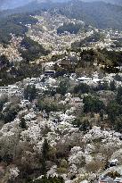 Cherry blossoms in Yoshino, western Japan