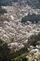 Cherry blossoms in Yoshino, western Japan