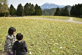 Iceland poppies near Mt. Daisen