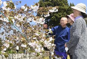 Weeping cherry trees at temple in central Japan