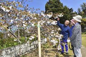 Weeping cherry trees at temple in central Japan