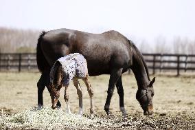 Newborn thoroughbred horse in Hokkaido