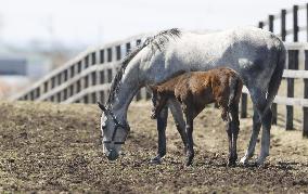 Newborn thoroughbred horse in Hokkaido