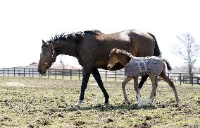 Newborn thoroughbred horse in Hokkaido