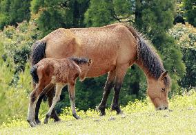 Wilding horses in southwestern Japan peninsula