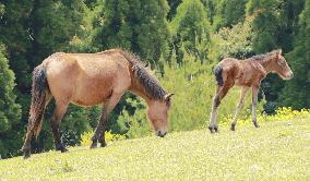 Wilding horses in southwestern Japan peninsula