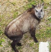 Japanese serow caught in residential area