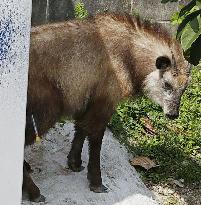 Japanese serow caught in residential area