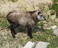 Japanese serow caught in residential area