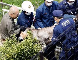 Japanese serow caught in residential area