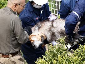 Japanese serow caught in residential area