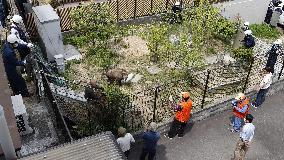 Japanese serow caught in residential area