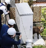 Japanese serow caught in residential area