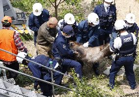 Japanese serow caught in residential area