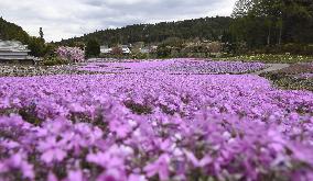 Pink phlox in Japan