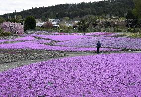 Pink phlox in Japan