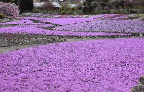 Pink phlox in Japan