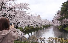 Cherry Blossoms in Japan