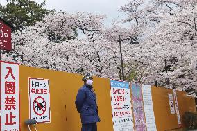 Cherry Blossoms in Japan