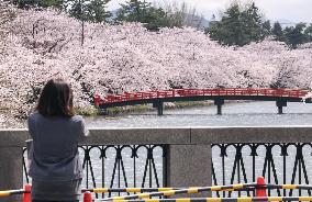 Cherry Blossoms in Japan