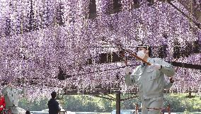 Flowers cut to prevent people from gathering