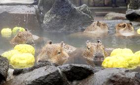 Capybaras at Japanese zoo