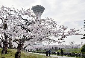Cherry blossoms in Hokkaido