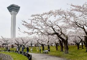 Cherry blossoms in Hokkaido