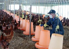 Hinai brand chickens in crisis
