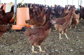 Hinai chicken brand in crisis