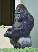 Gorilla at Nagoya zoo