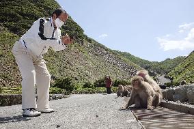 Monkey park in central Japan