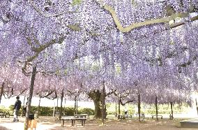 Wisteria flowers in Japan