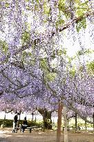 Wisteria flowers in Japan