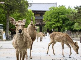 Deer in western Japan