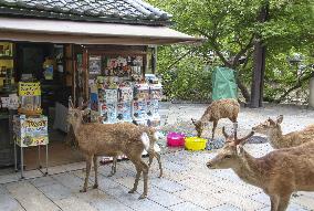 Deer in western Japan
