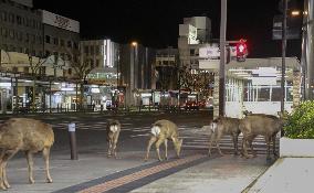 Deer in western Japan