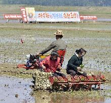 Rice planting in N. Korea